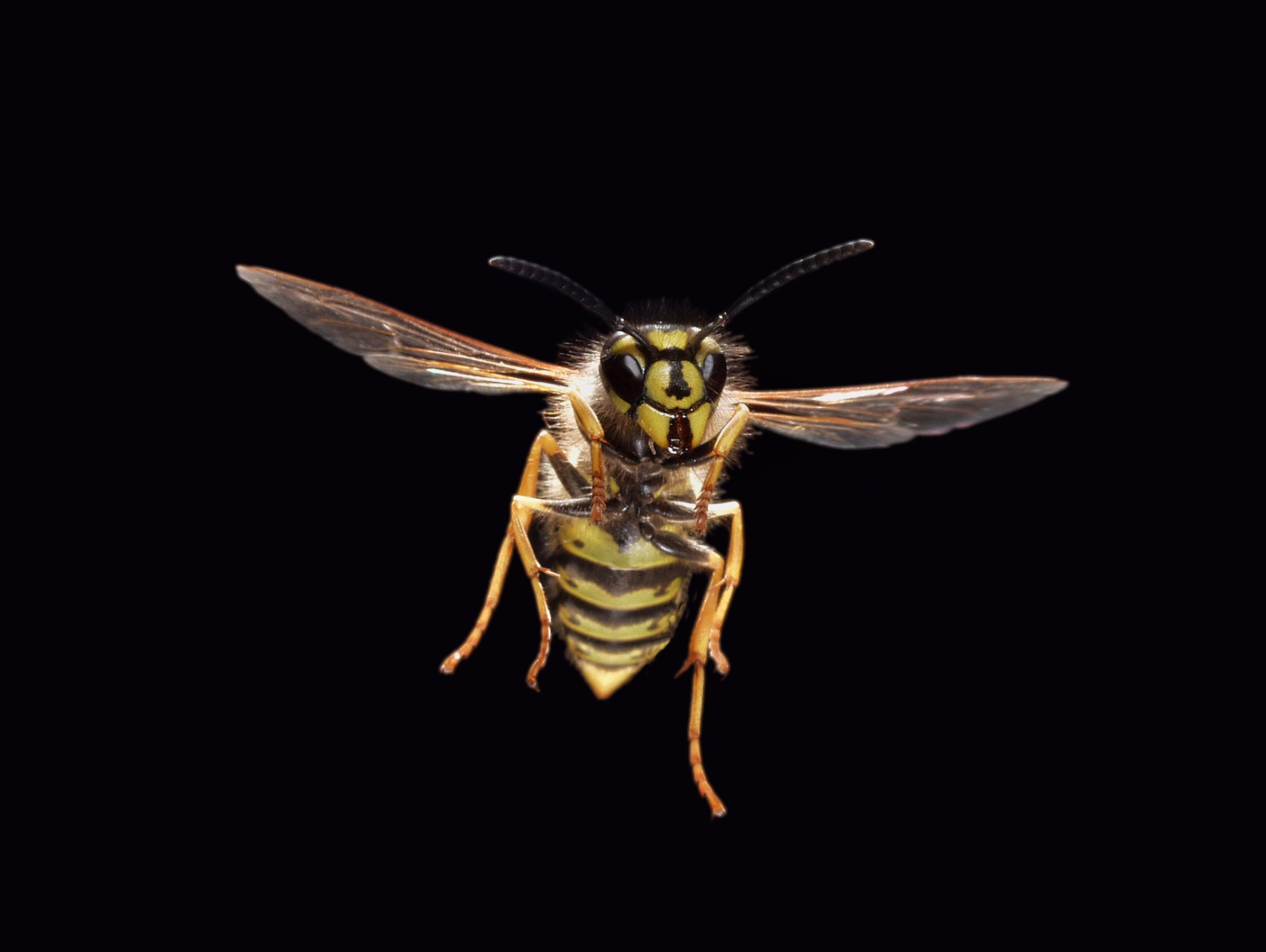 Reasons Why Wasps Are Attracted To Security Cameras